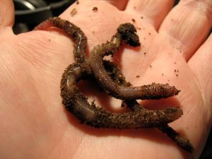 mmmmmm lovely worms!